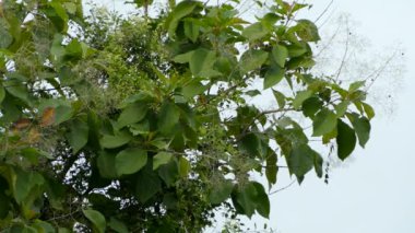 Finch, kuş gibi uçuyor ve yakındaki bir dala tutunmaya çalışıyor.