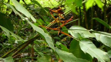 doğal arka planda güzel kuş