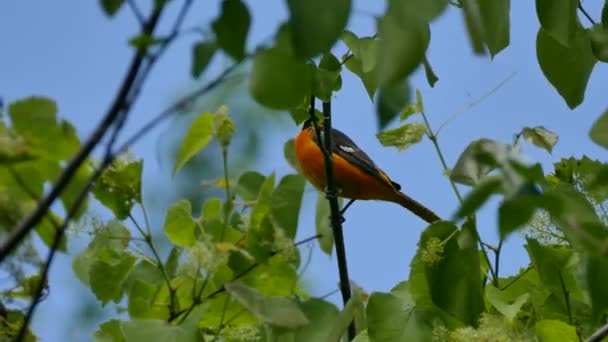 Nära Vyn Baltimore Oriole Stående Ett Träd Blå Himmel — Stockvideo