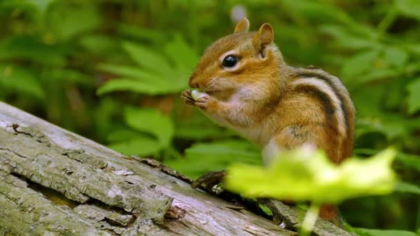 Closeup Chipmunk Pulling Nut Out Mouth Hidden Spot Munch — Stock Video