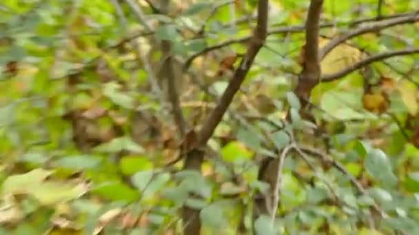 Zoom Aufnahme Eines Goldgekrönten Königs Der Bei Leichtem Wind Schnell — Stockvideo