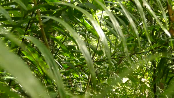 Petit Oiseau Caché Dans Jungle Profonde Avec Feuillage Dense Des — Video