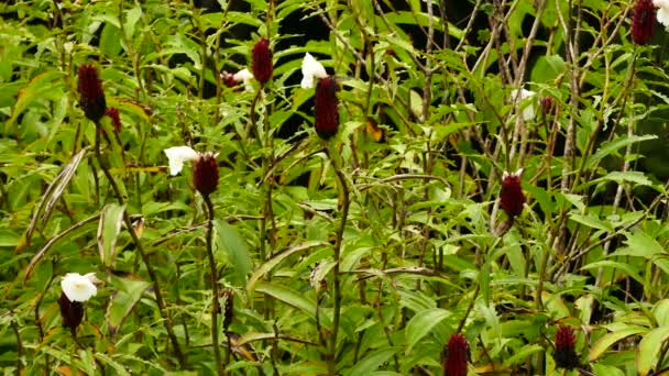 Humming Bird Resting Hovering Flight Plant — Stock Video