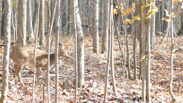 Cerfs Debout Sur Fond Forêt — Video