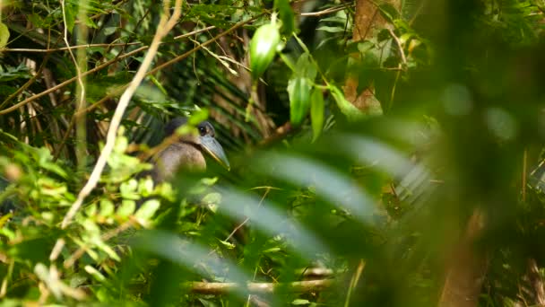 Exotic Boat Billed Heron Perched Awaiting Wild Panama Jungle — Stock Video