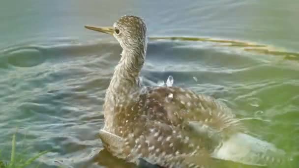 黄色の脚の鳥の入浴や水のしぶきのシャープな閉鎖 — ストック動画