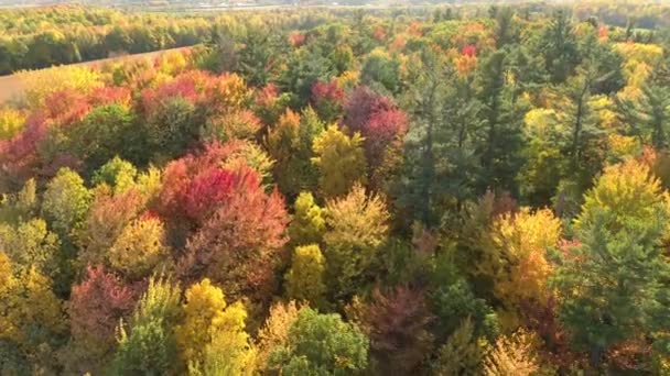 秋天明亮的五彩斑斓的森林 被农村不断升起的无人机映入眼帘 — 图库视频影像