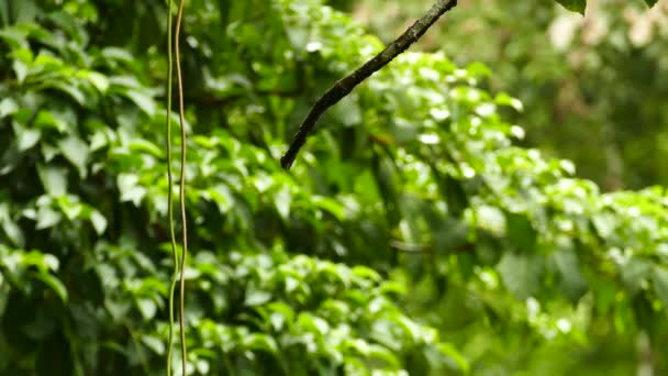 Exotischer Vogel Hebt Bevor Wieder Der Gleichen Stelle Landet — Stockvideo