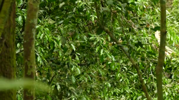 Листья Куста Является Домом Небольших Экзотических Черно Голубоватых Птиц Панаме — стоковое видео