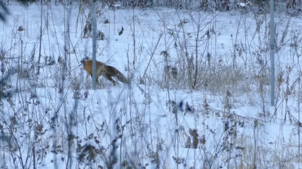 冬季公共花园 狐狸在雪地里跳跃 试图捕捉猎物 — 图库视频影像