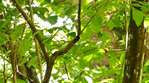 Sorprendente Warbler Blanco Negro Saltando Selva — Vídeos de Stock