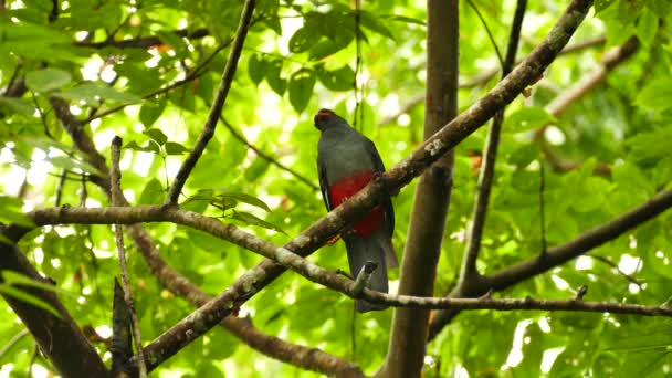 Trogon Queue Latelée Femelle Dans Forêt Dense Panama — Video