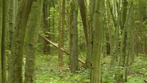 Bujny Las Ameryki Północnej Pętelkami Dzięcioła Żerującego Niskim Poziomie — Wideo stockowe