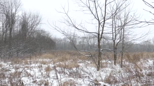 加拿大早冬的雪地是猫头鹰栖息的地方 它栖息在高高的树上 — 图库视频影像