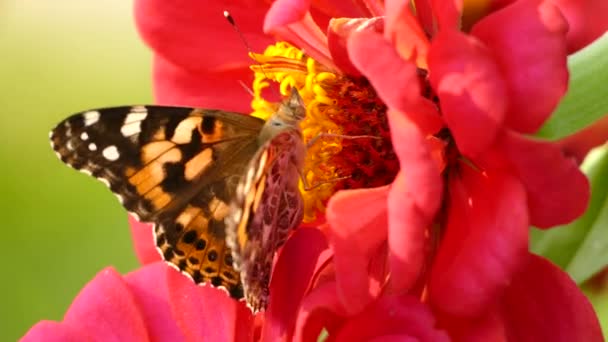 Agudo Tiro Vívido Hermosa Flor Con Mariposa Moviéndose Foco Mientras — Vídeos de Stock