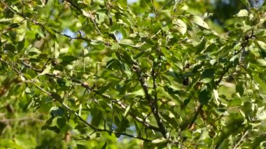 İyi kamufle edilmiş, küçük, hızlı bir kuş parlak bitkiden uzağa uçuyor.