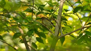 Yakından çekilen sarı popolu bülbül güneşin altında ağaçta zıplıyor.