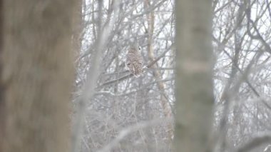 Hafif kar yağışı sırasında engelli baykuş havalanıyor ve kameradan uzaklaşıyor.