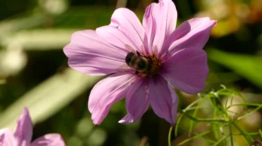 Yaban arısı yarı aydınlık yarı gölge Yazın pembe bir çiçeğin üzerinde hızla hareket eder