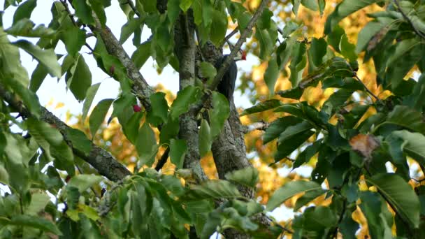 Красивый Свайный Дятел Появляется Дереве Фоне Осенних Листьев — стоковое видео