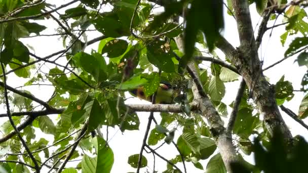 Forrageamento Tucano Colorido Árvore Tropical — Vídeo de Stock