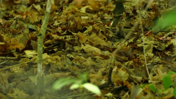 Male Eastern Towhee Back Facing Camera Hops Away Out Frame — Stock Video