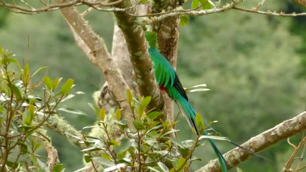 Cola Larga Hecha Plumas Moviéndose Suave Viento Desde Cuerpo Quetzal — Vídeo de stock