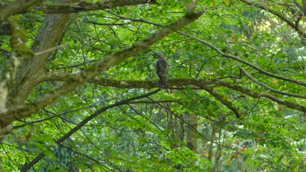 Juvenile Hawk Perched Branch Lush Evergreen Forest Part — Stock Video