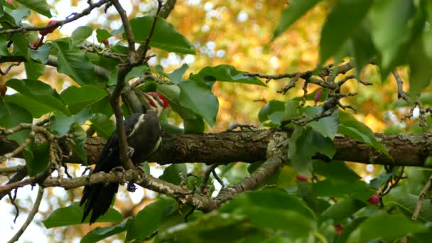 Pájaro Carpintero Apilado Parado Árbol Magnolia Día Puro Otoño Atardecer — Vídeos de Stock
