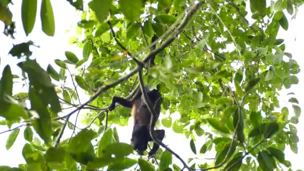 Μαϊμού Στον Παναμά Τρώει Φρούτα Ενώ Κρέμεται Ανάποδα — Αρχείο Βίντεο