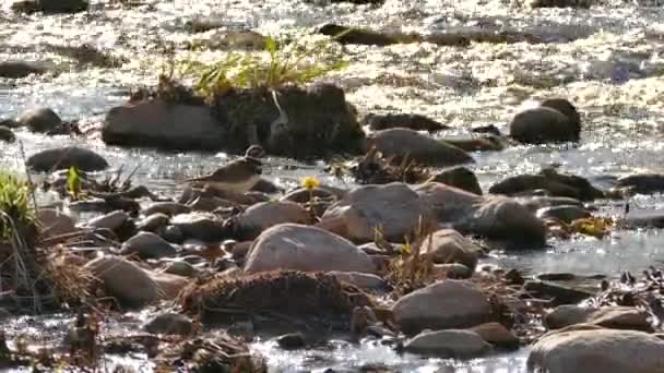 Pretty Nature Scenery Shorebird Standing Shallow Water — Stock Video