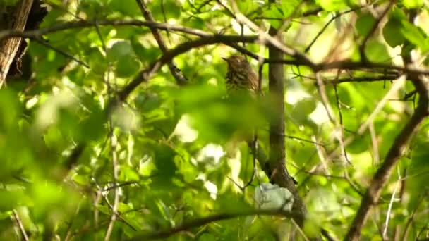 Mooie Bos Lijster Type Vogel Staan Lichte Wind Mooie Groene — Stockvideo