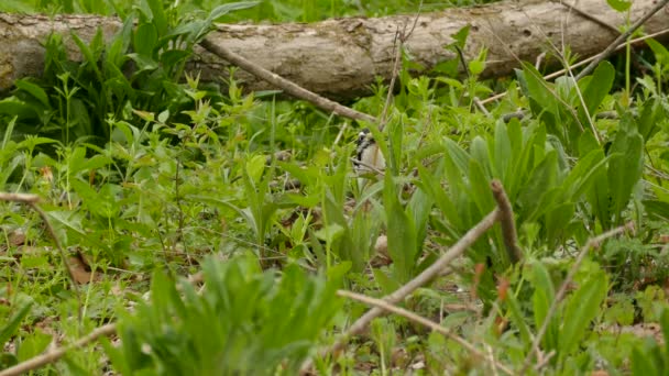 Multi Tiros Pájaro Carpintero Peludo Cavando Para Comer Tronco Suelo — Vídeos de Stock