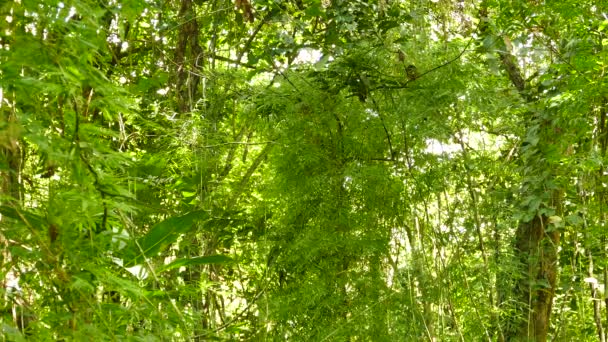 Oiseaux Cachant Sautillant Dans Buisson Vert Dense Dans Une Forêt — Video