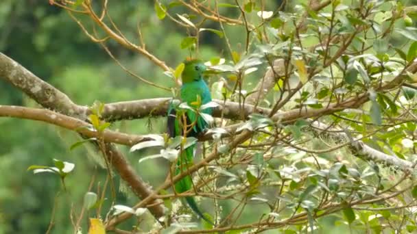Maschio Quetzal Risplendente Fronte Posteriore Arroccato Sfondo Sfocato — Video Stock