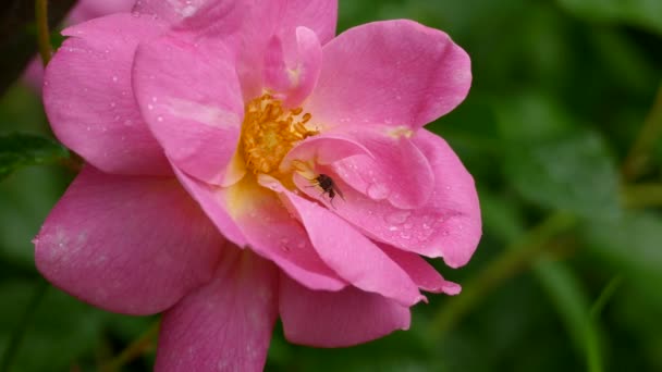 Macro Shot Governare Mosca Utilizzando Gambe Anteriori Pulire Viso Fiore — Video Stock