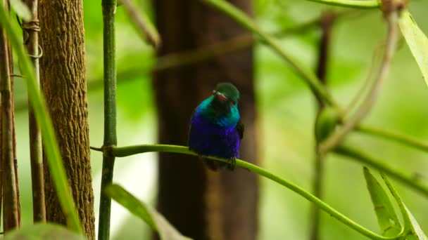 Vista Exótica Humminbird Parado Sobre Planta Verde Selva Tropical — Vídeos de Stock