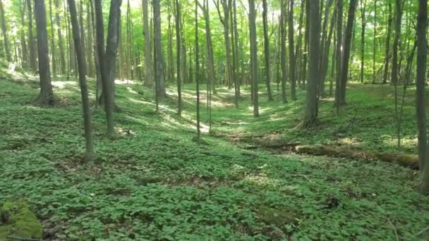 Colline Con Piante Che Crescono Basse Sotto Ombra Creata Grandi — Video Stock