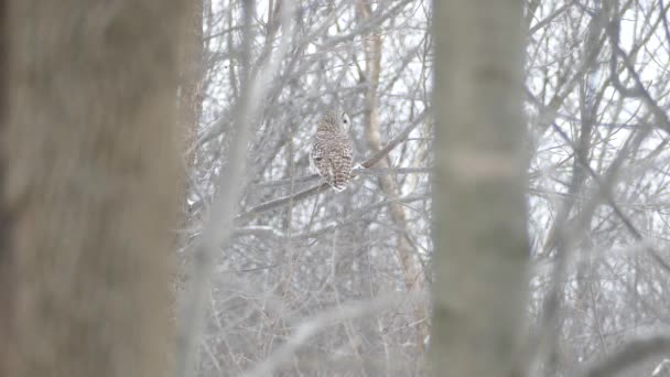Barred Owl Lyfter Och Flyger Iväg Från Kameran Lätt Snöfall — Stockvideo