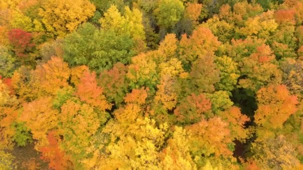 Pastel Mirando Bosque Pintado Otoño Visto Impresionante Perspectiva Aérea — Vídeos de Stock