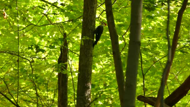 Pájaro Carpintero Apilado Posado Vuela Brillante Bosque Caducifolio — Vídeos de Stock