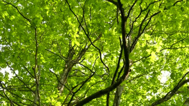 Подвійний Знімок Листяного Лісового Навісу Дятлами Рухаються Ньому — стокове відео