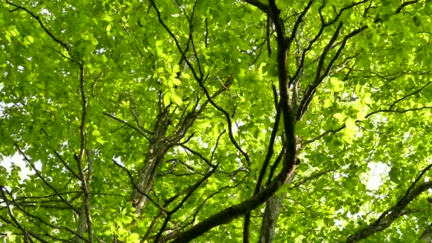 Double Tir Feuillus Couvert Forestier Avec Des Pics Déplaçant Elle — Video