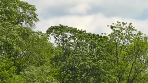 Rüzgarlı Bulutlu Bir Günde Uçan Akbaba Ağaçların Izini Sürüyorum — Stok video