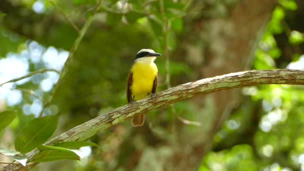 Grand Oiseau Kiskadee Perché Sur Branche Avec Fond Bokeh Tropical — Video