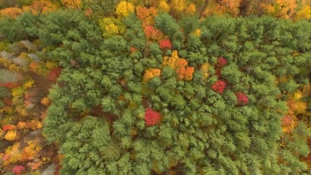 Crisp Sharp Vertical Overhead Drone Shot Forest Early Autumn — Stock Video