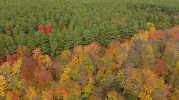 Chiara Delimitazione Tra Pineta Sempreverde Latifoglie Colorate — Video Stock