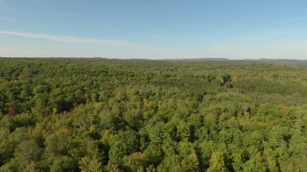 Tambalan Hutan Pinus Tumbuh Dalam Daun Lebar Yang Jelas Satu — Stok Video