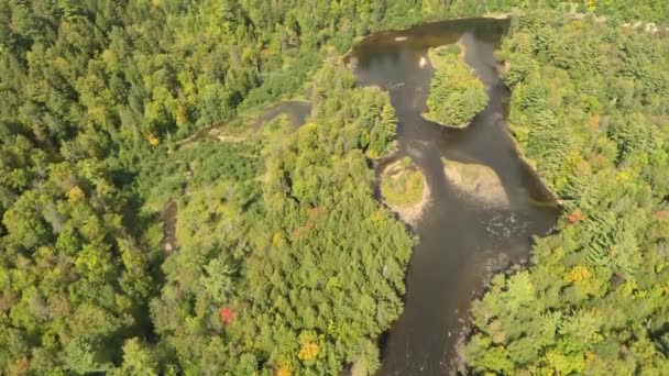 Schöne Vegetation Die Mitten Fluss Mit Inseln Sommer Wächst — Stockvideo