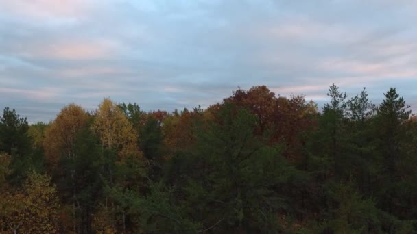 Calmo Volo Planato Girato Lungo Gli Alberi Una Foresta Con — Video Stock